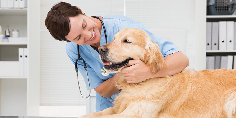 Pet Health Insurance: Eight Key Ways to Enhance Profitability